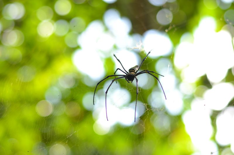 Spider Extermination Service